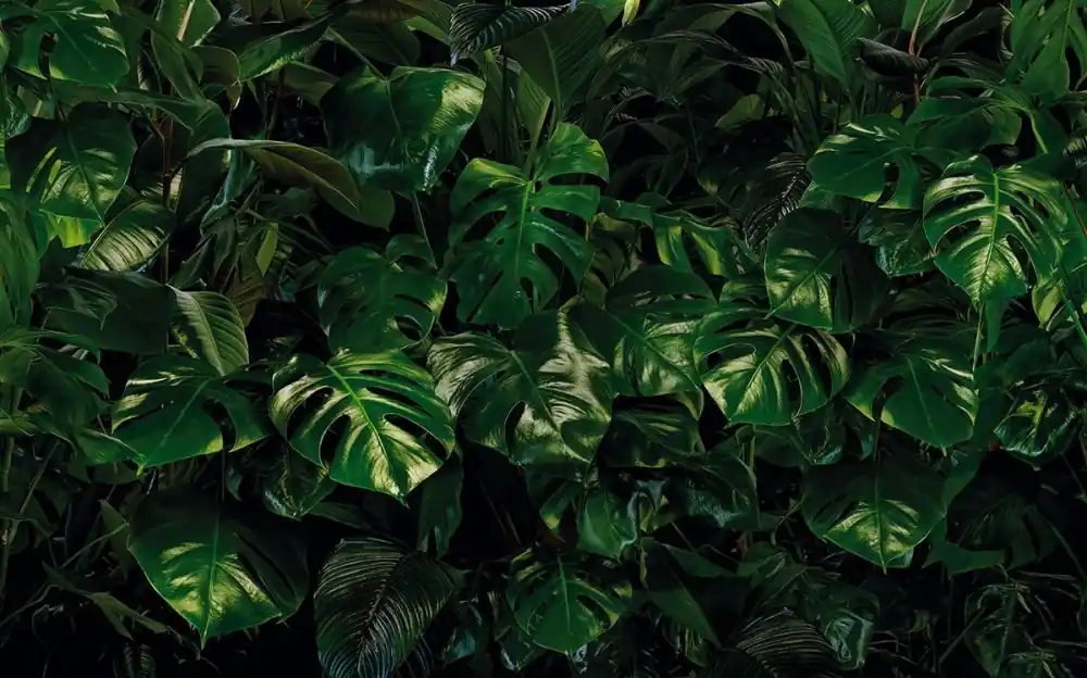 Top-Angebot Fototapete Tropical Wall