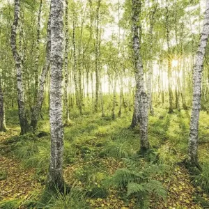 Top-Preis Fototapete Birch Trees