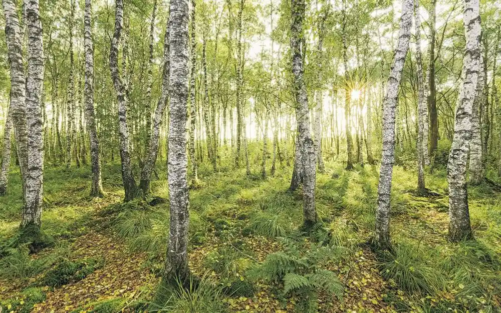 Top-Preis Fototapete Birch Trees