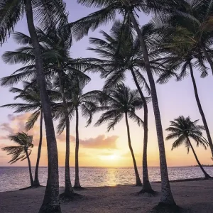 Fototapete Palmtrees on Beach Schnäppchen