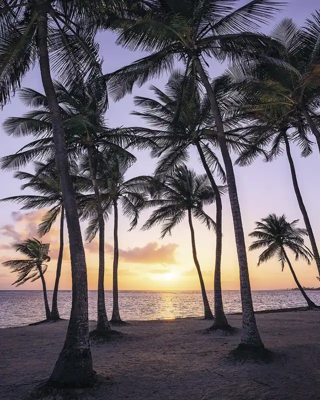 Fototapete Palmtrees on Beach Schnäppchen