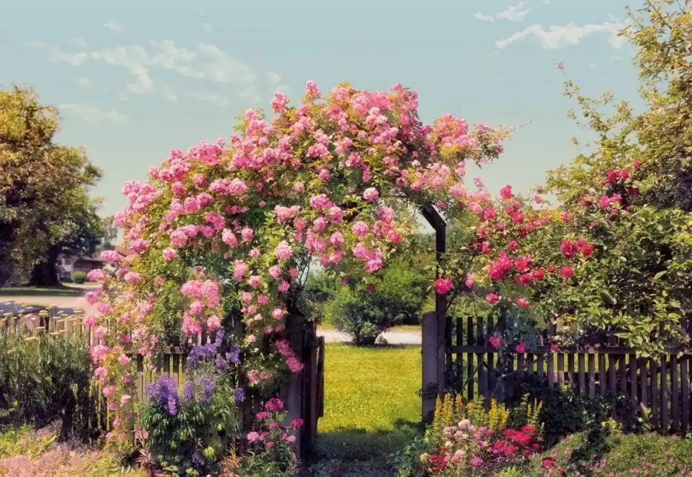 Preisknaller Fototapete Rose Garden