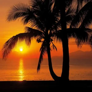 Fototapete Palmy Beach Sunrise Schnäppchen