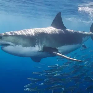 Fototapete White Shark Expressversand