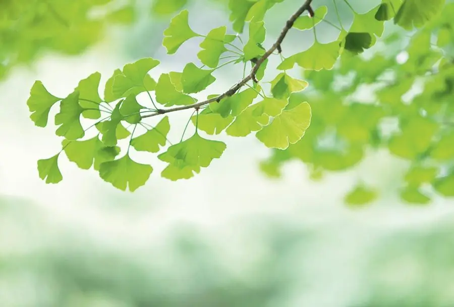 Sofort Bestellen Fototapete Ginkgo
