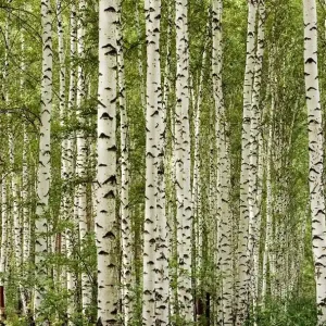 Jetzt Kaufen Fototapete Birchwood