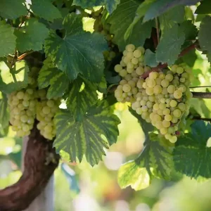 Billig Fototapete Wine Art