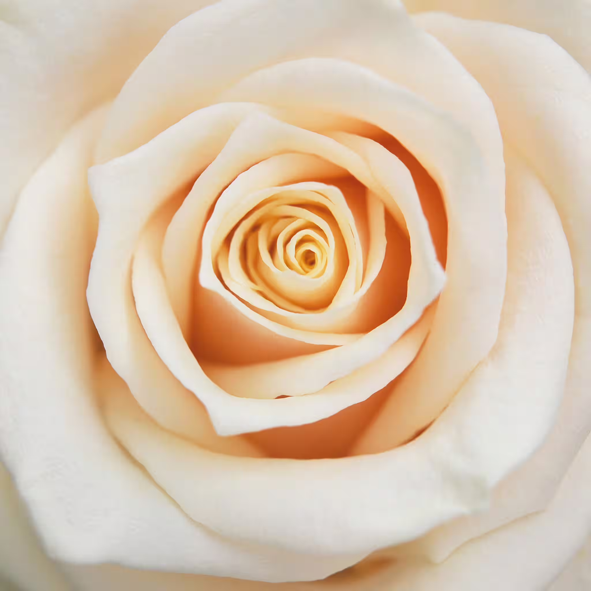 Fototapete Rose in Creme - Magicwalls 839654 Nur Für Kurze Zeit