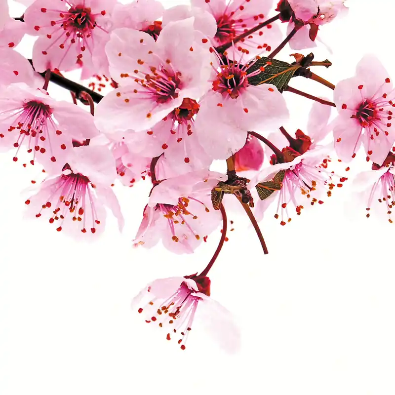 Bestseller Fototapete Kirschblüte in Rosa 890600