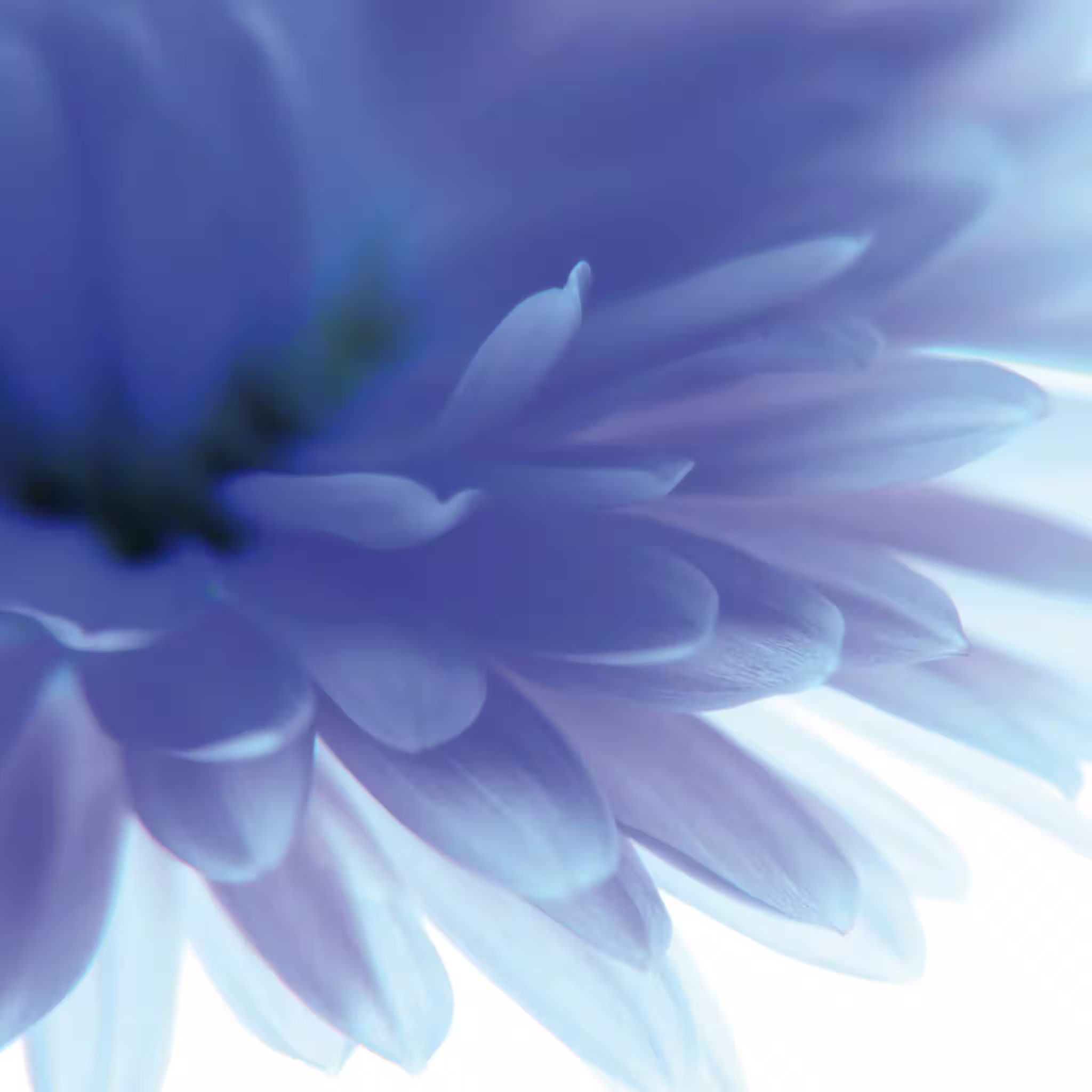 Billig Fototapete Blume in Blau 890754