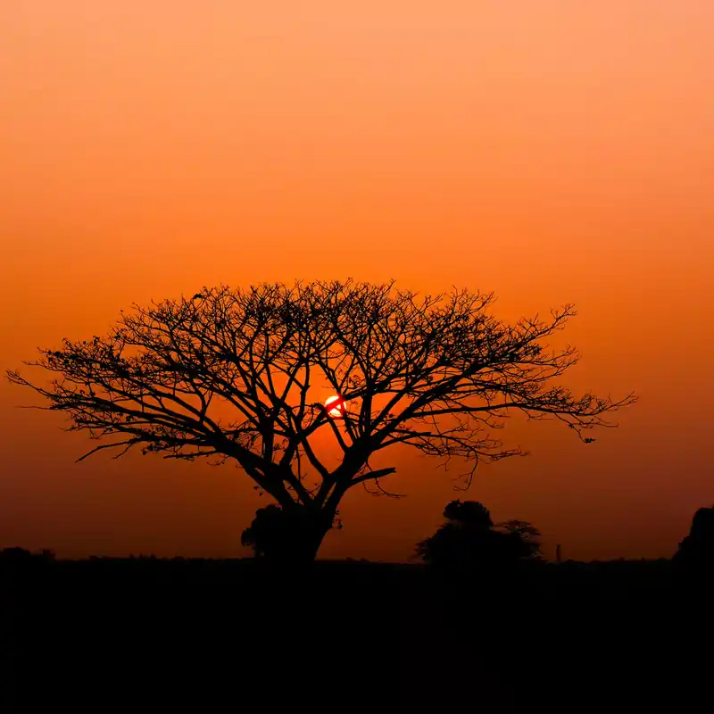Preisknaller Fototapete African Queen III 363647