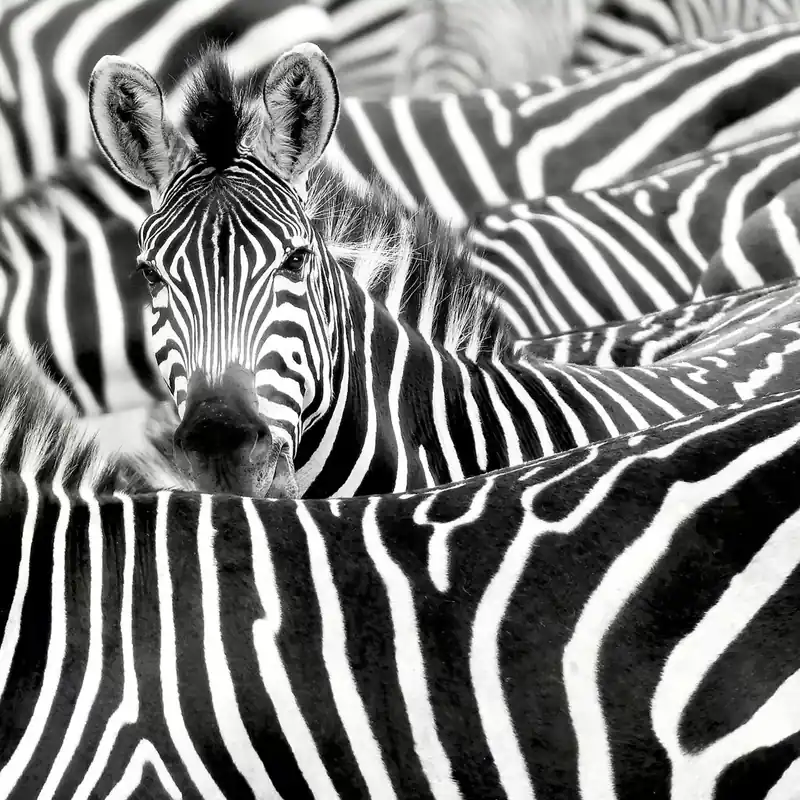Garantierte Lieferung Fototapete African Queen III 363609