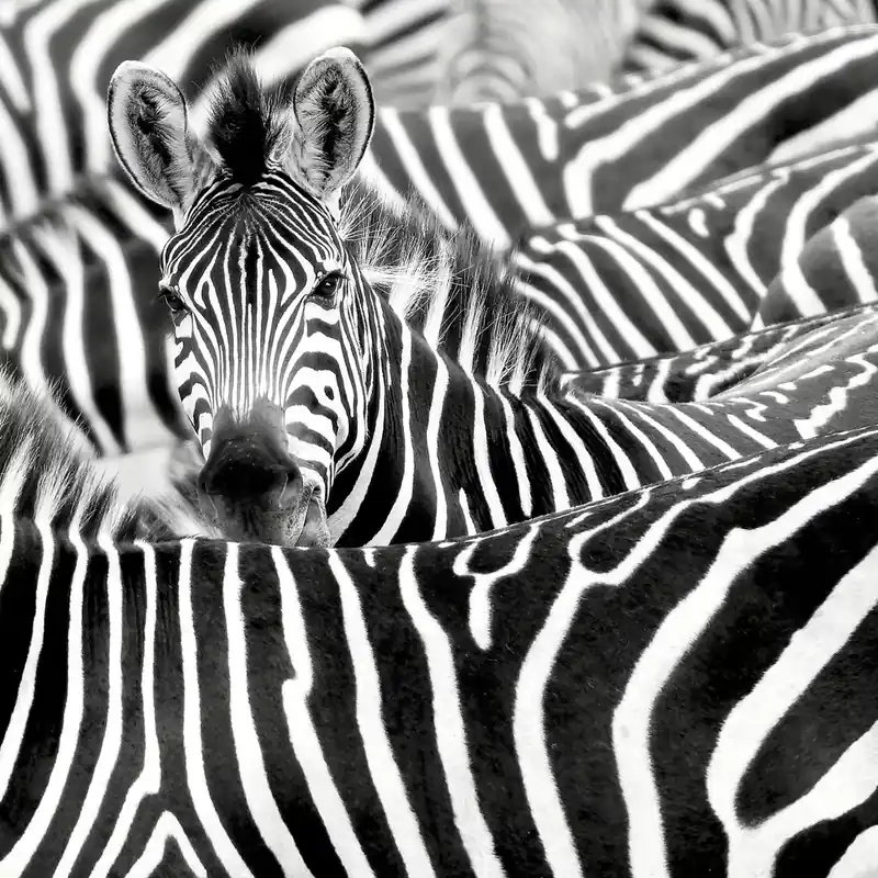 Fototapete Zebra Herde - African Queen III 363616 Expressversand