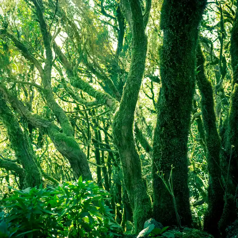 Fototapete mitten im Wald - magicwalls 363258 Kracherpreis