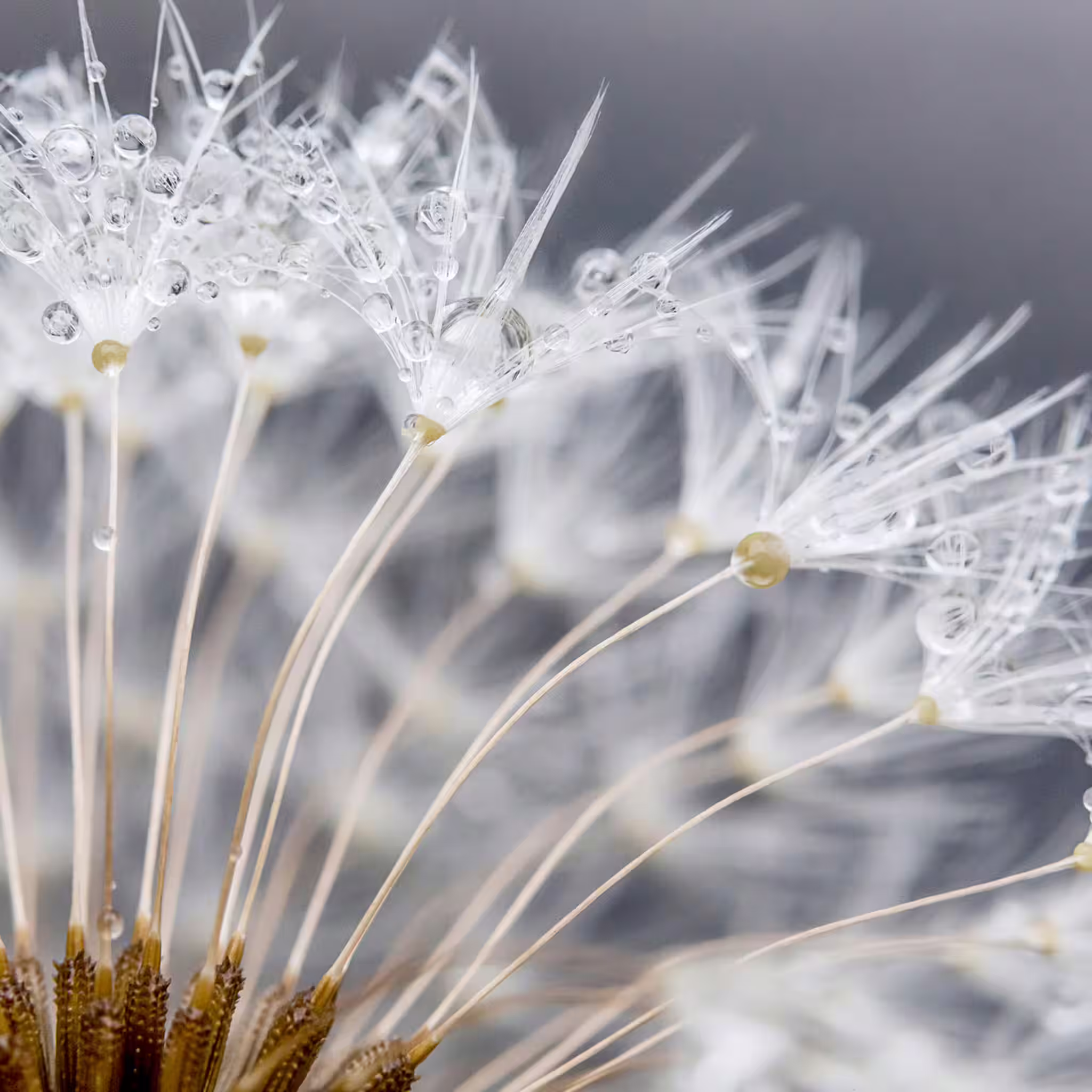 Top-Seller magicwalls Fototapete Makro Pusteblume 363333
