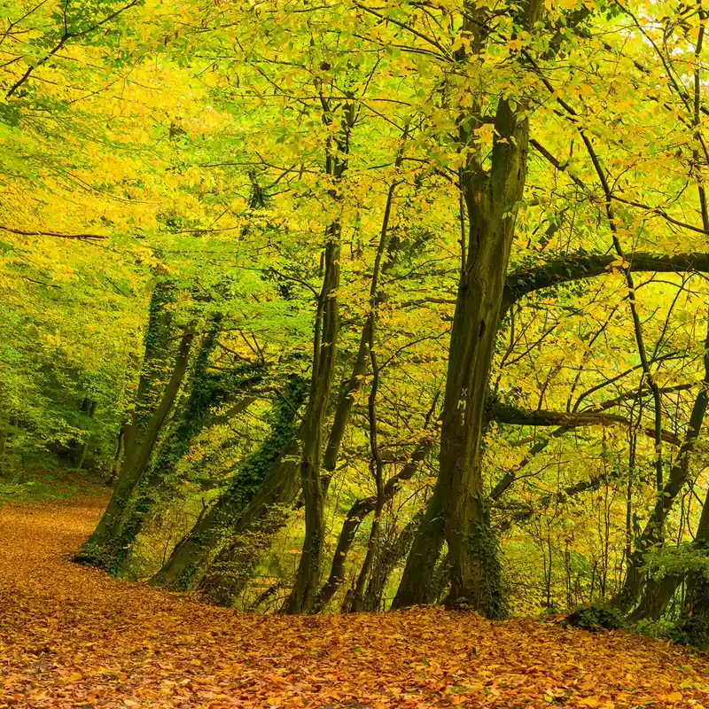 Beliebt magicwalls Fototapete Wald 363753