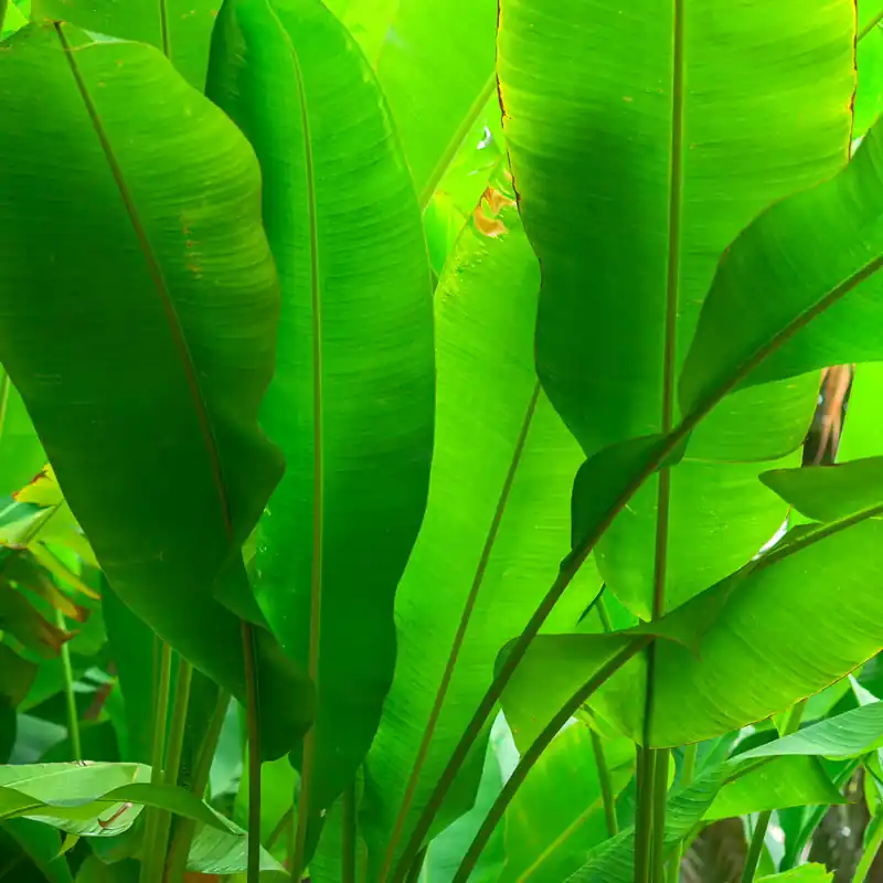 Fototapete Bananenblätter Grün 363807 Rabatt