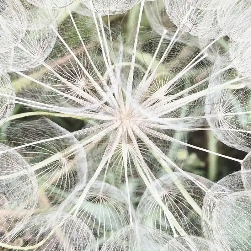 magicwalls Fototapete Pusteblume 364101 Garantierte Lieferung