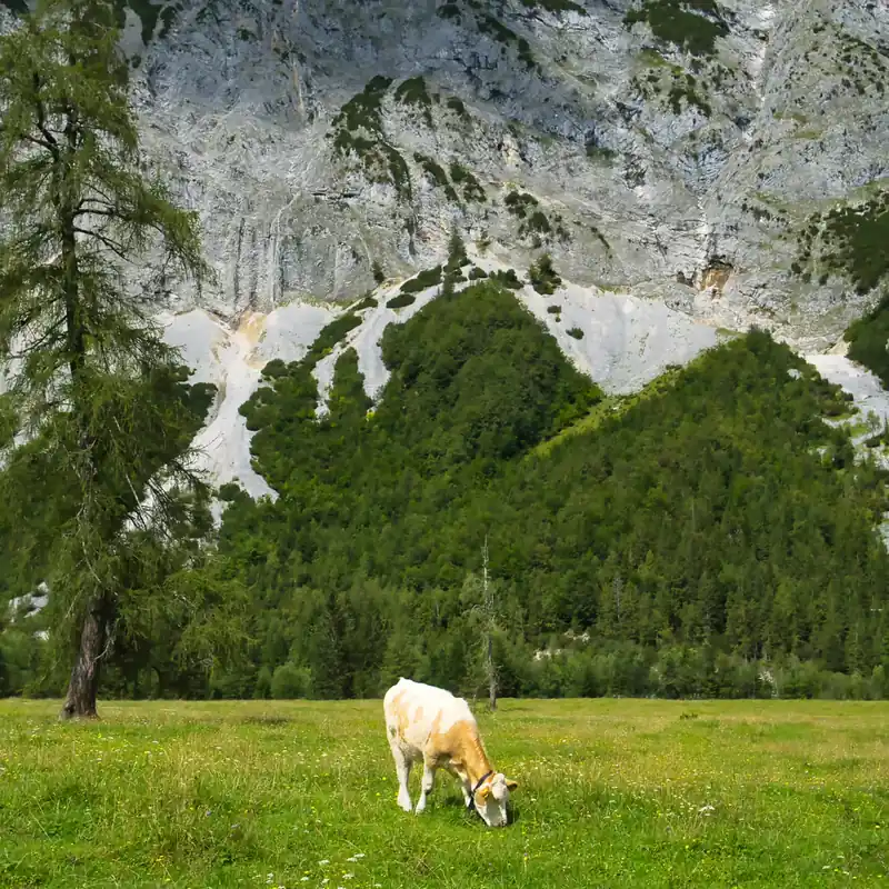 Neue Ware Fototapete Berglandschaft mit Kuh - magicwalls 364637