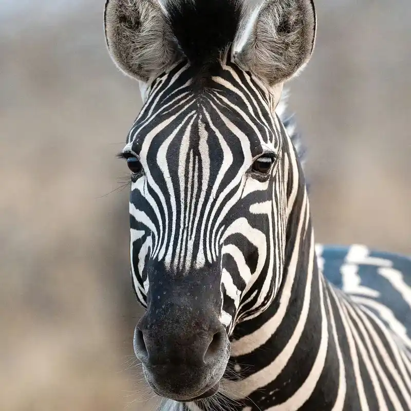 Meistverkauft Fototapete Zebra - African Queen III 363623