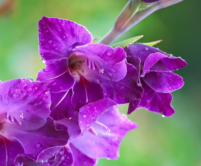 Preisknaller Fototapeten Blumen und Floristik Blooming