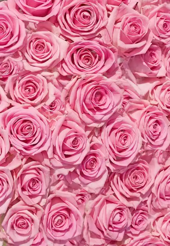 Fototapeten Blumen und Floristik Roses Wall Direkt Vom Hersteller