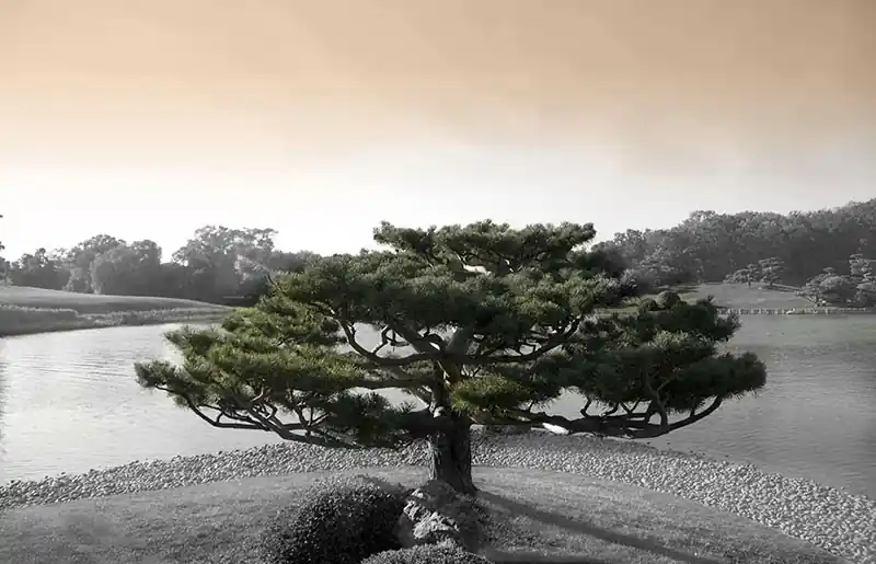 Rabatt Fototapeten Berge und Wälder Wisdom Tree