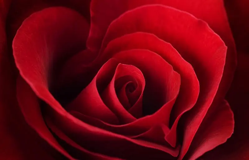 Top-Preis Fototapeten Blumen und Floristik Rose