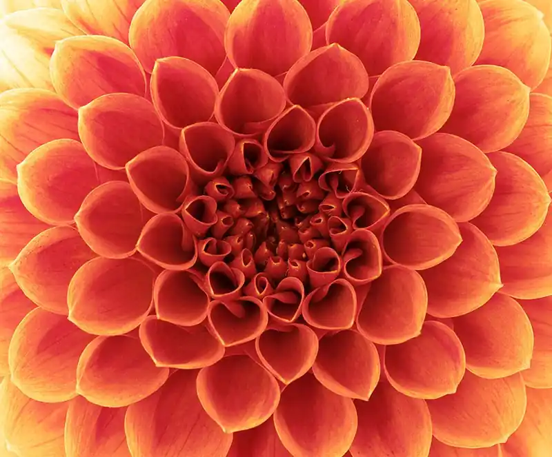 Fototapeten Blumen und Floristik Punch Geprüft