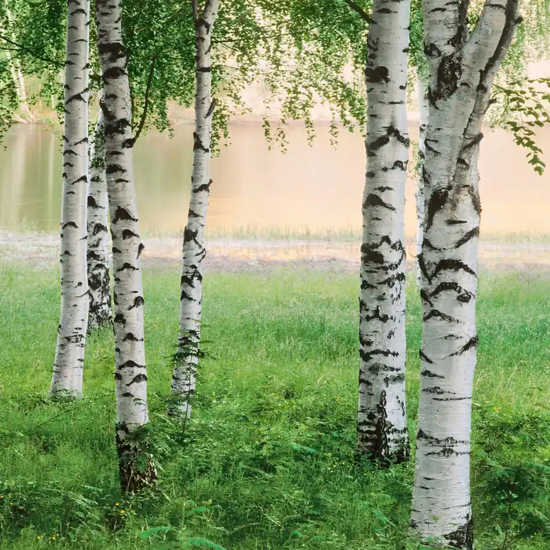Highlight A.S. Creation Designwalls 2.0 DD119114 Fototapete Vlies 192 x 260 cm Wald & Pflanzen