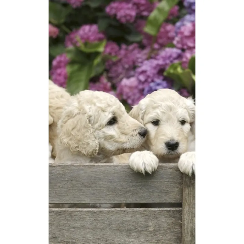 Dimex Dimex Line MS-2-0224 Fototapete Vlies Versch. Größen Tiere Beige Top-Angebot