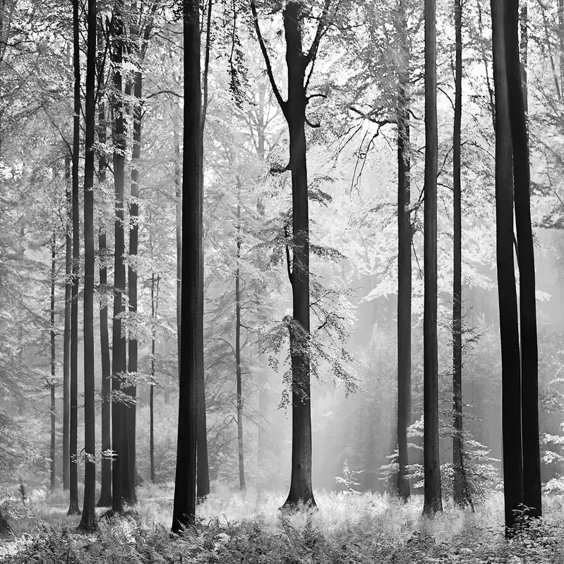 A.S. Creation Designwalls 2.0 DD118858 Fototapete Vlies 366 x 254 cm Kinderzimmer Schnäppchen