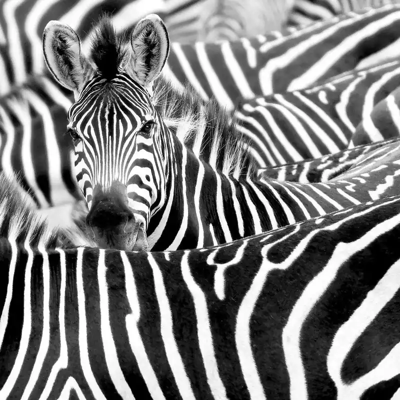 Heißes Angebot Rasch Fototapete 363616 African Queen III 318 x 265 cm Muster Motive