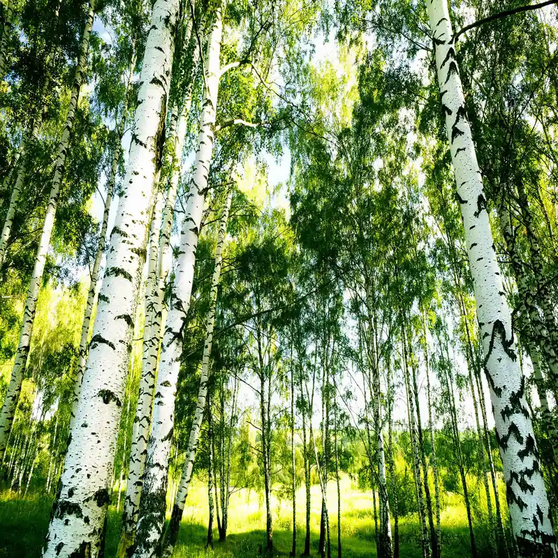 A.S. Creation Designwalls 2.0 DD119012 Fototapete Vlies 384 x 260 cm Wald & Pflanzen Must-Have