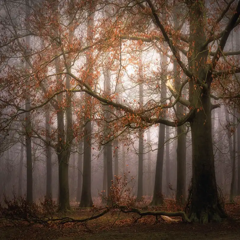Nur Heute A.S. Creation Designwalls 2.0 DD119030 Fototapete Vlies 384 x 260 cm Wald & Pflanzen