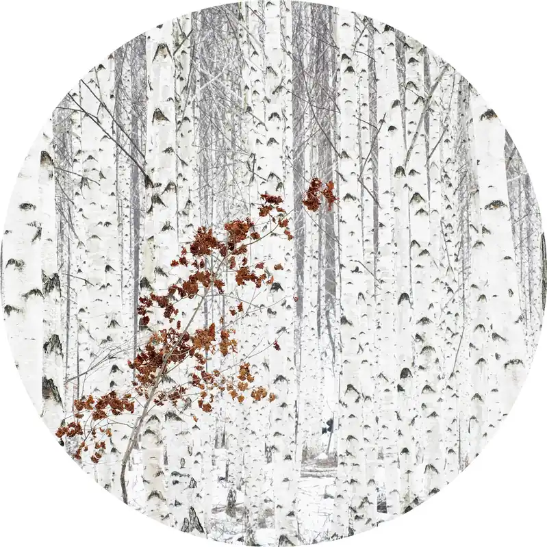 Versand Am Gleichen Tag A.S. Creation Designwalls 2.0 DD119180 Fototapete Vlies 140 x 140 cm Wald & Pflanzen