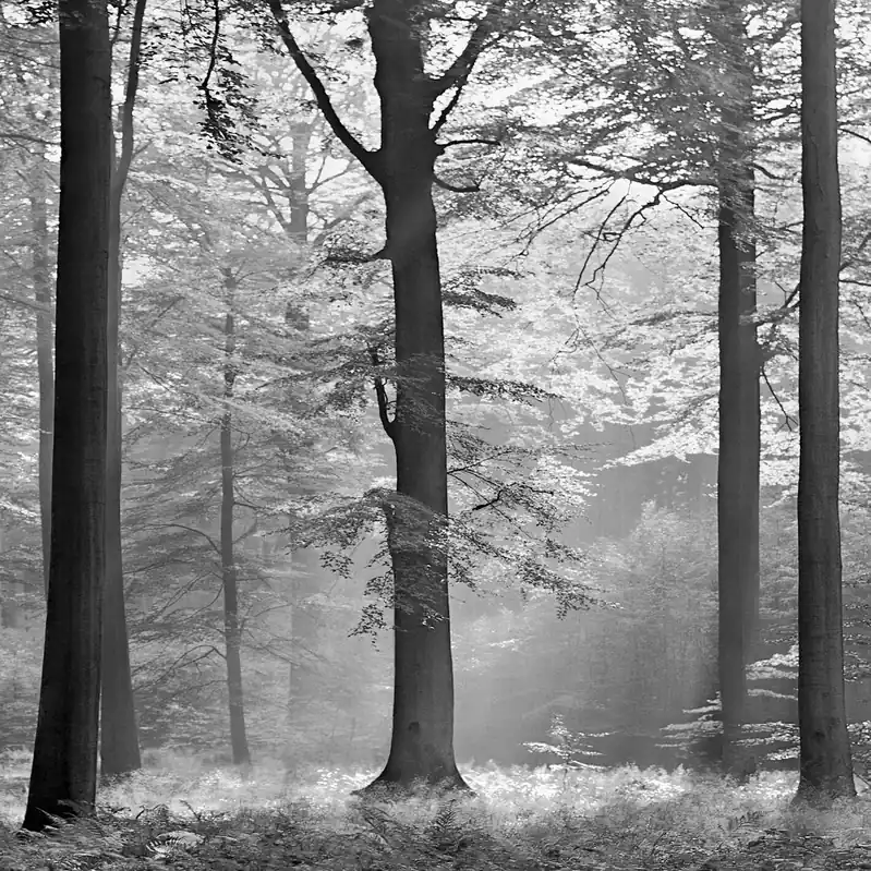 A.S. Creation Designwalls 2.0 DD119094 Fototapete Vlies 192 x 260 cm Wald & Pflanzen Sichere Zahlung