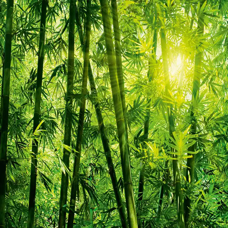 A.S. Creation Designwalls 2.0 DD118986 Fototapete Vlies 384 x 260 cm Natur Grün Super-Preis