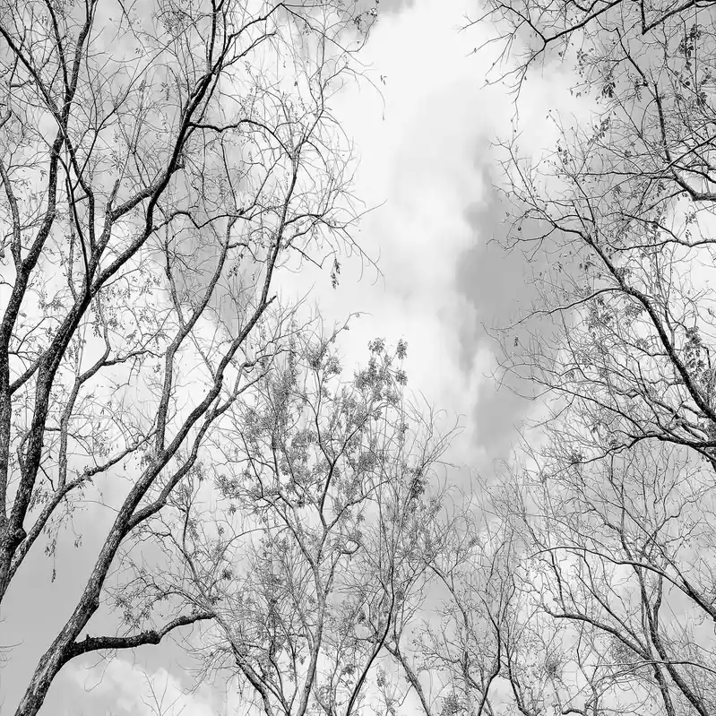 A.S. Creation Designwalls 2.0 DD119017 Fototapete Vlies 284 x 260 cm Wald & Pflanzen Neu