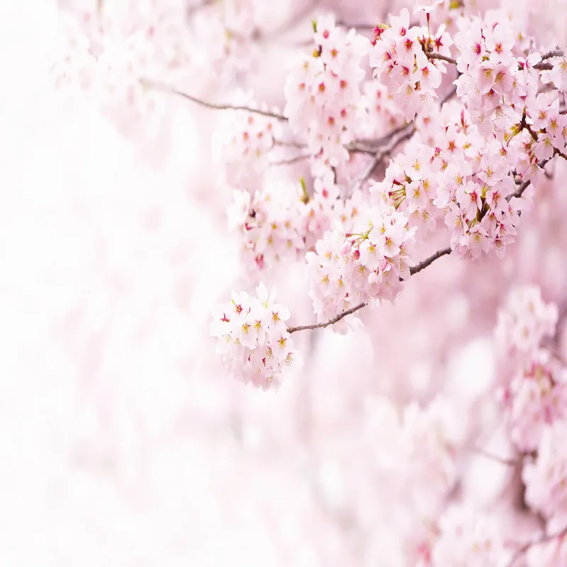 A.S. Creation Designwalls 2.0 DD119028 Fototapete Vlies 384 x 260 cm Natur Weiß Rosa Saisonangebot