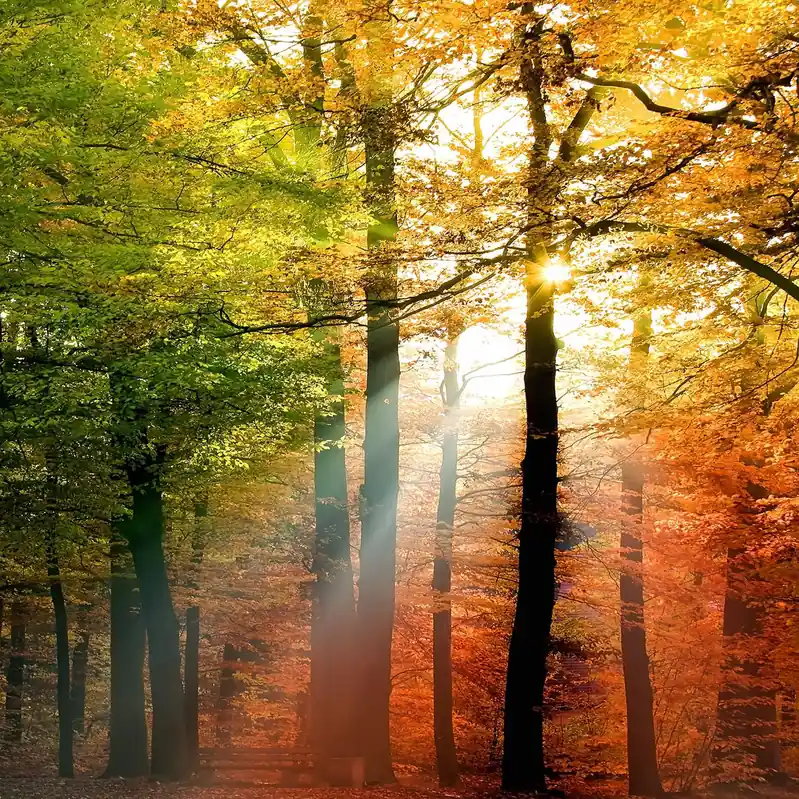 Billig A.S. Creation Designwalls 2.0 DD119172 Fototapete Vlies 192 x 260 cm Wald & Pflanzen