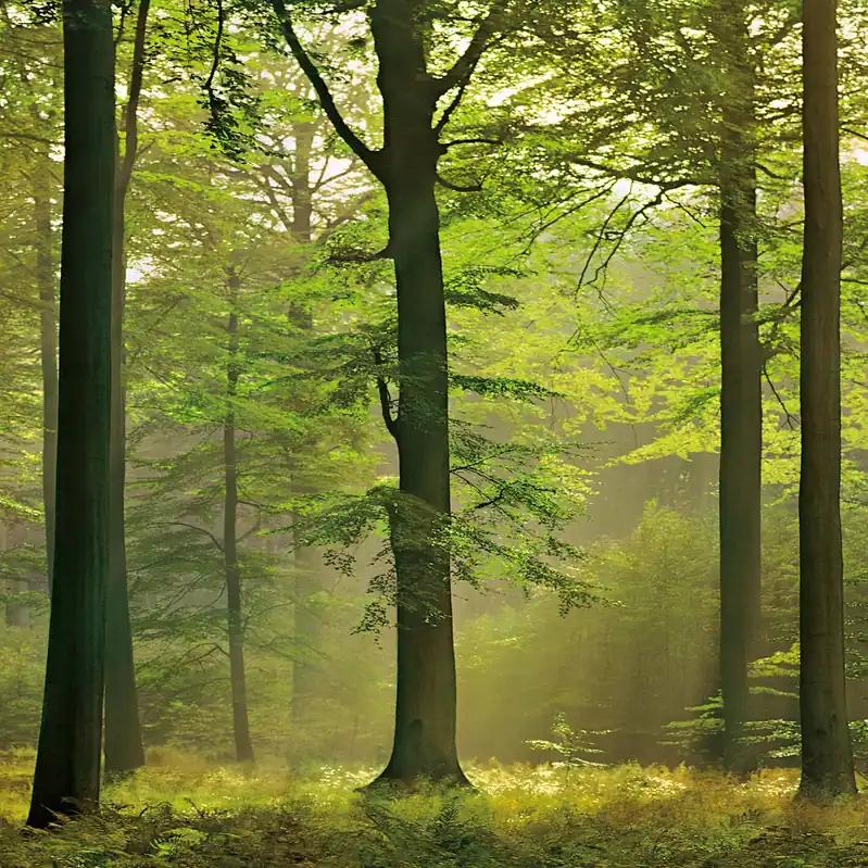 Super-Preis A.S. Creation Designwalls 2.0 DD119109 Fototapete Vlies 192 x 260 cm Wald & Pflanzen