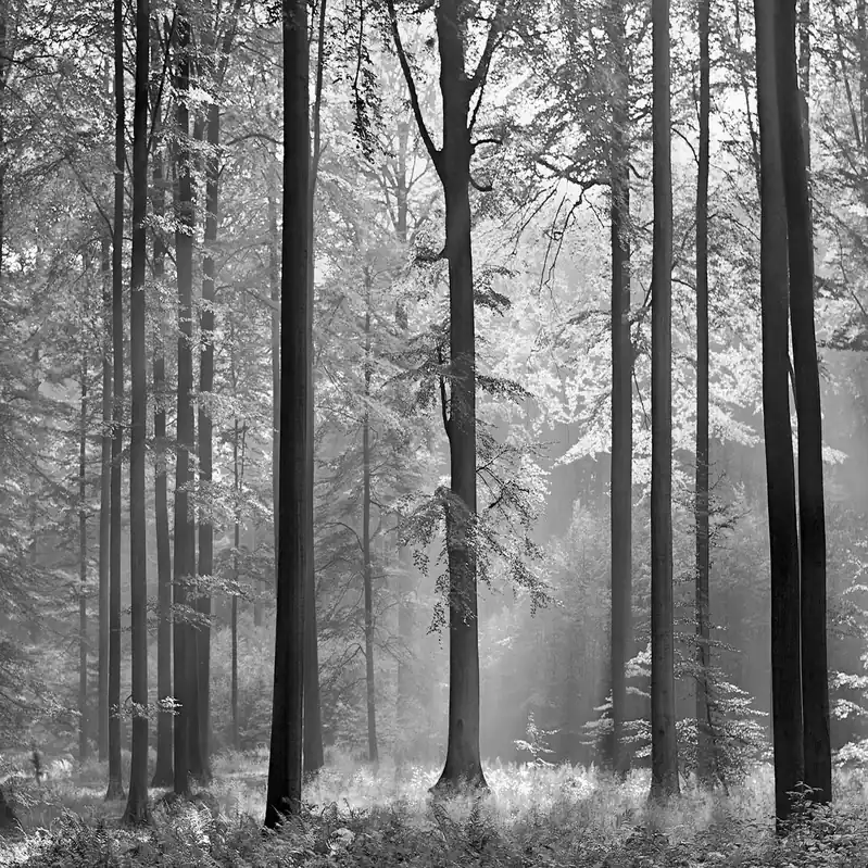A.S. Creation Designwalls 2.0 DD118984 Fototapete Vlies 384 x 260 cm Wald & Pflanzen Angebot