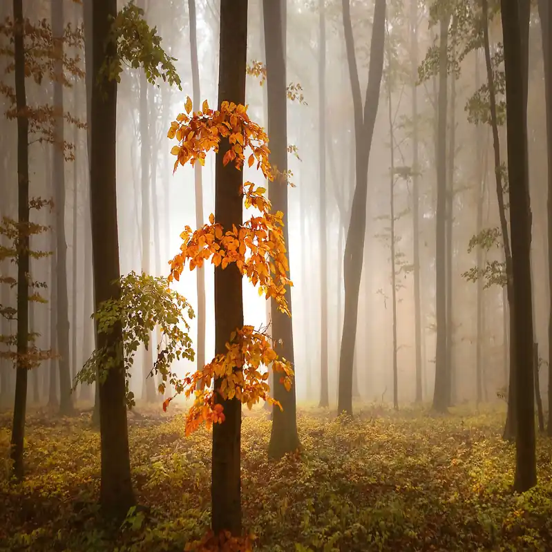 Saisonangebot A.S. Creation Designwalls 2.0 DD118964 Fototapete Vlies 384 x 260 cm Wald & Pflanzen