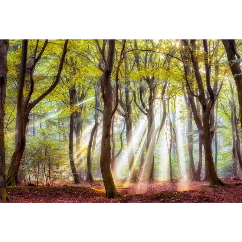 A.S. Creation AP Digital 4 DD109295 Fototapete Vlies Versch. Größen Wald & Pflanzen Preis Gesenkt