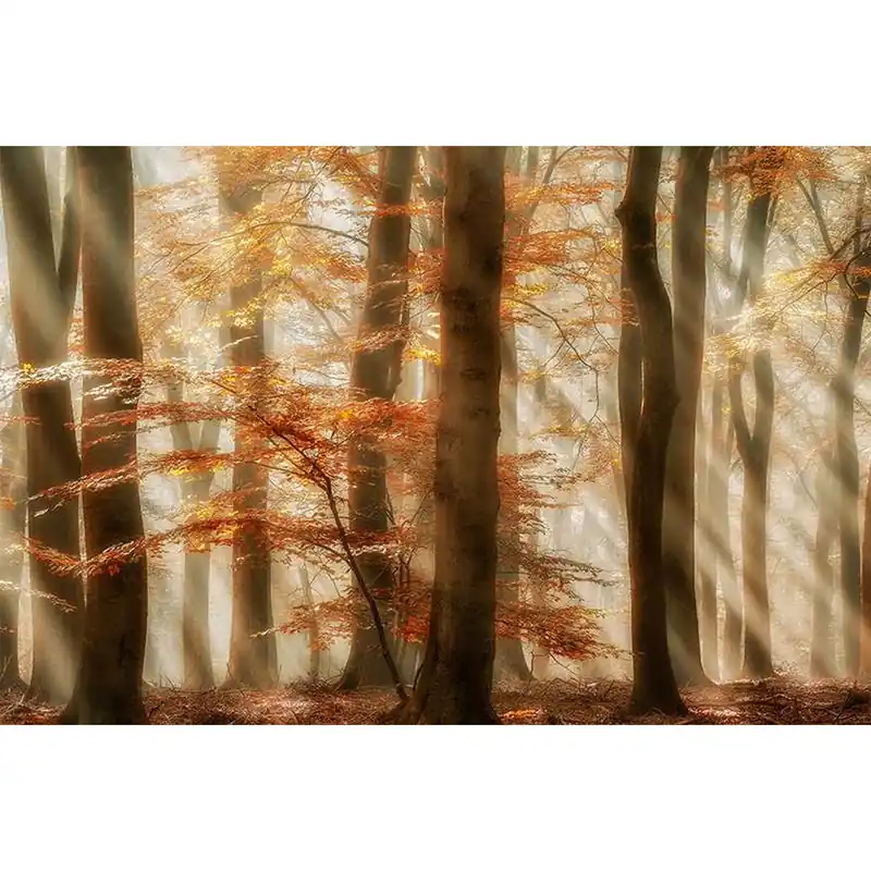 A.S. Creation AP Digital 4 DD109275 Fototapete Vlies Versch. Größen Wald & Pflanzen Neu Im Sortiment