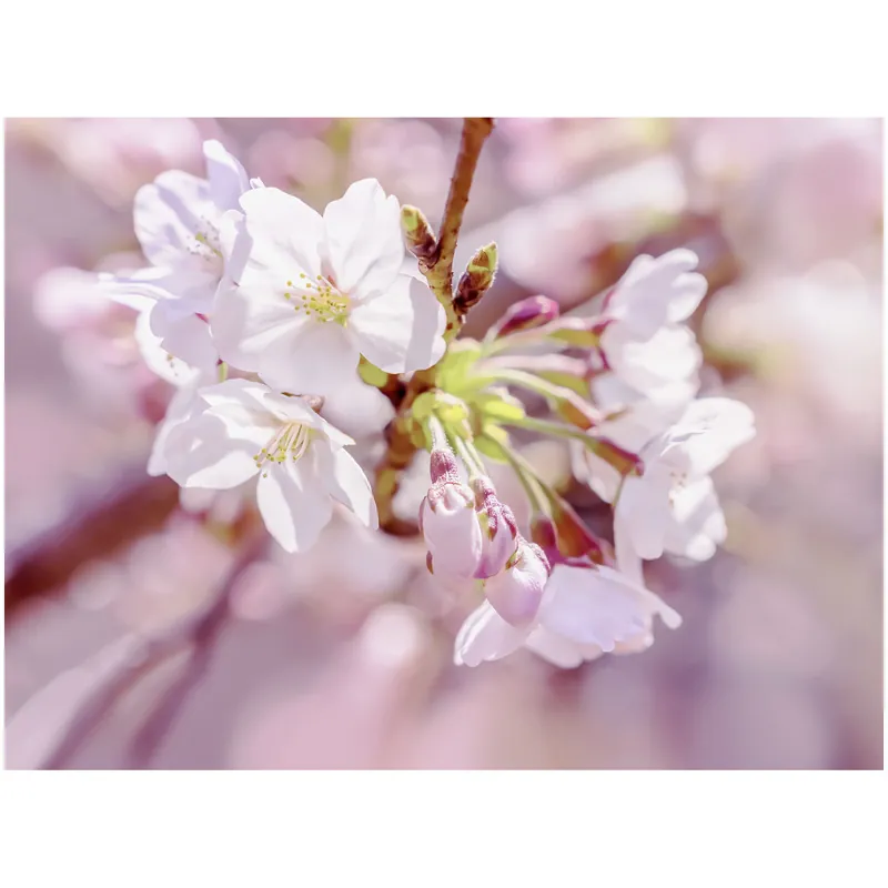 Komar Fototapete - Pink Blossom - 184 x 248 cm - Vlies Motivtapete Begrenztes Angebot