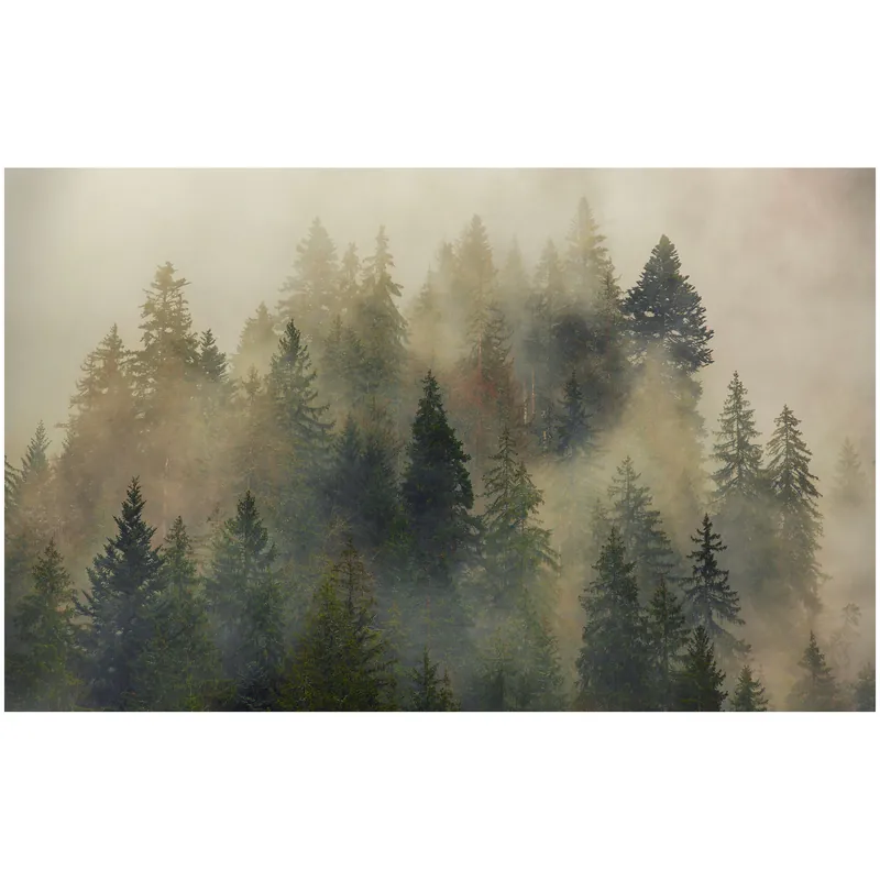 Komar Fototapete - Mystical Firs - 250 x 400 cm - Vlies Digitaldruck - Natur Saisonangebot