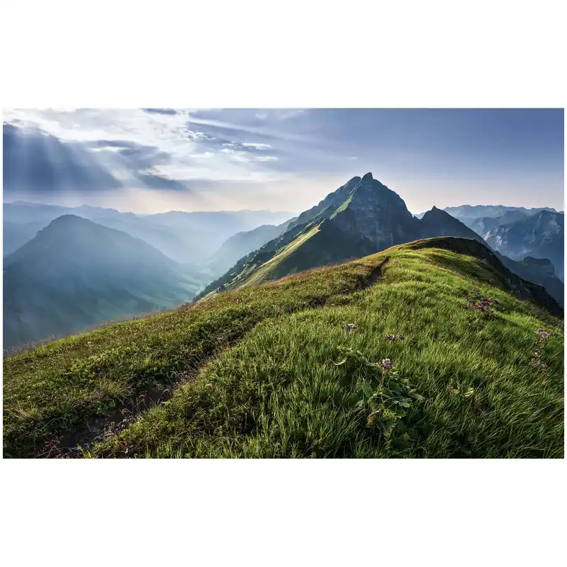 Komar Fototapete - Green Vein - 250 x 400 cm - Vlies Digitaldruck - Natur Online Kaufen