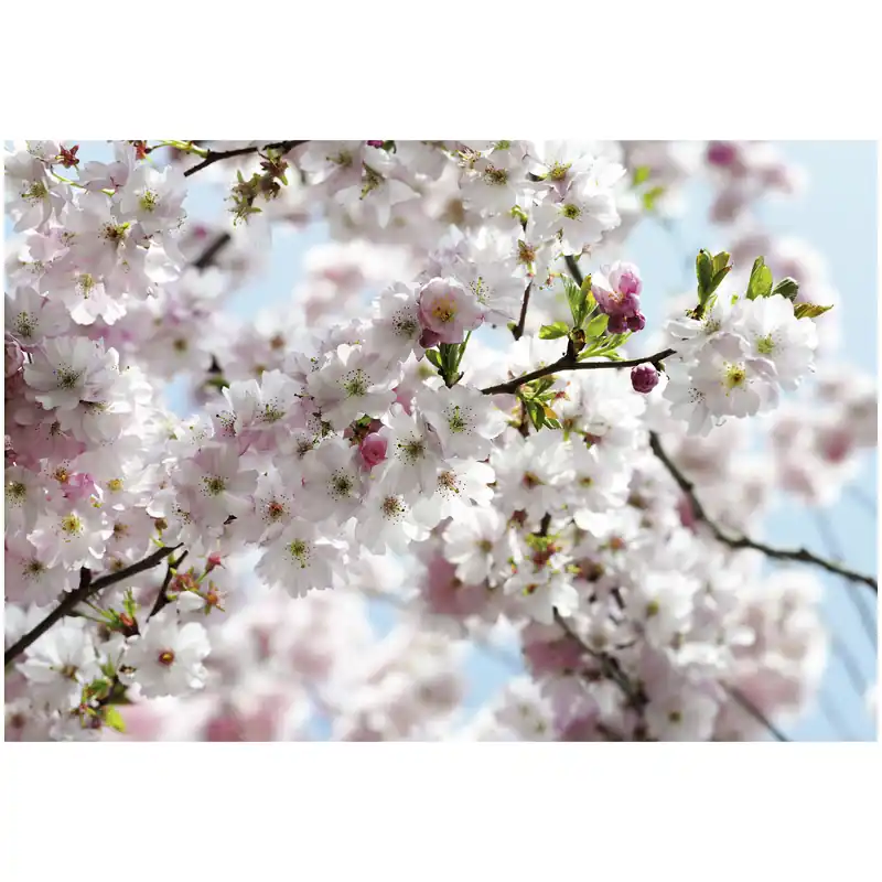 Komar Fototapete - Spring - 254 x 368 cm - Vlies - Natur Rabatt